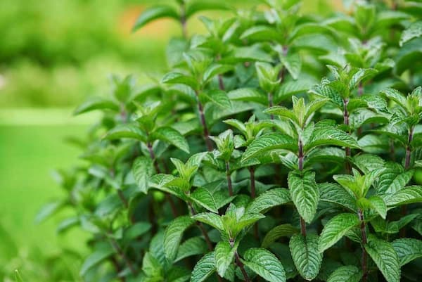 تصویر 3 از فروش عمده نعناع برگ صادراتی تازه و معطر